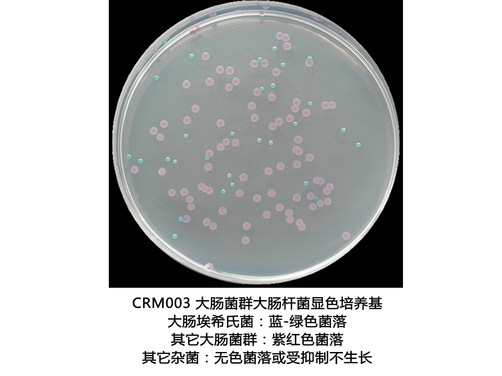 大肠菌群大肠杆菌(ECC)显色培养基生物图册