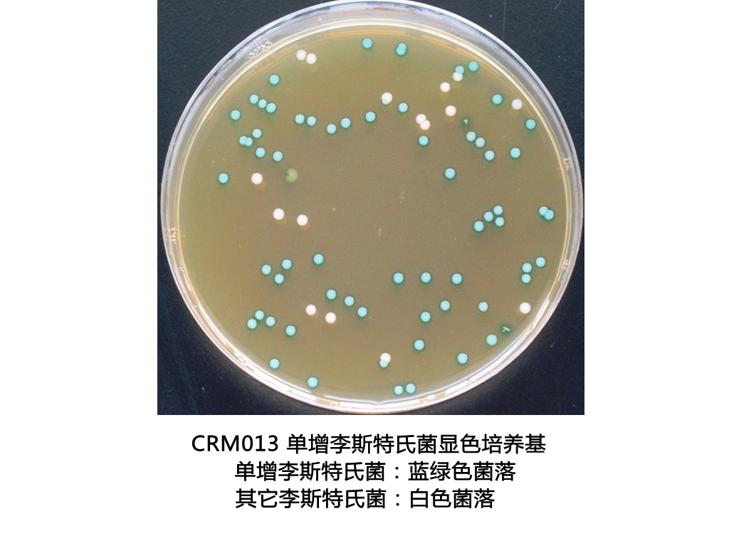 单增李斯特氏菌显色培养基平板生物图册