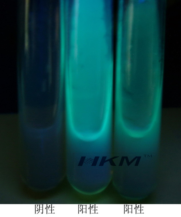 铜绿假单胞菌ATCC27853
