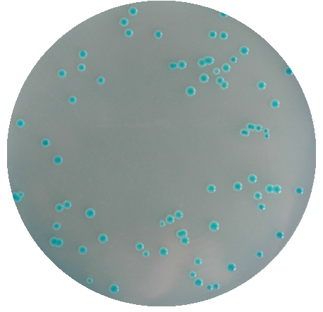 霍乱弧菌显色培养基平板生物图册