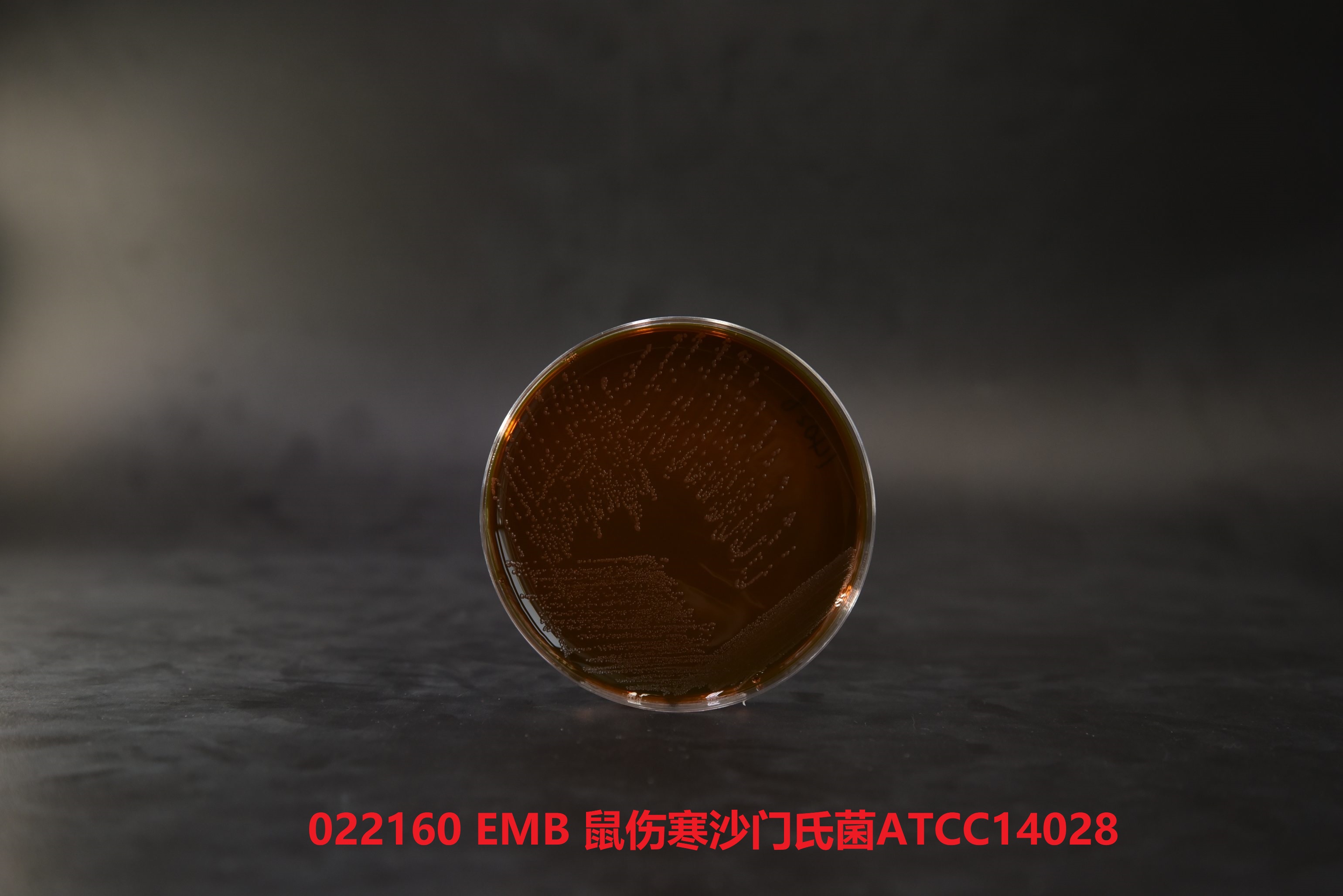 022160 EMB 鼠伤寒沙门氏菌ATCC14028