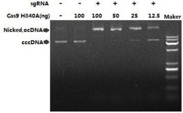 Cas9(H840A) Nickase DNA 切割活性检测