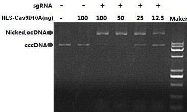 NLS-Cas9(D10A) Nickase DNA 切割活性检测