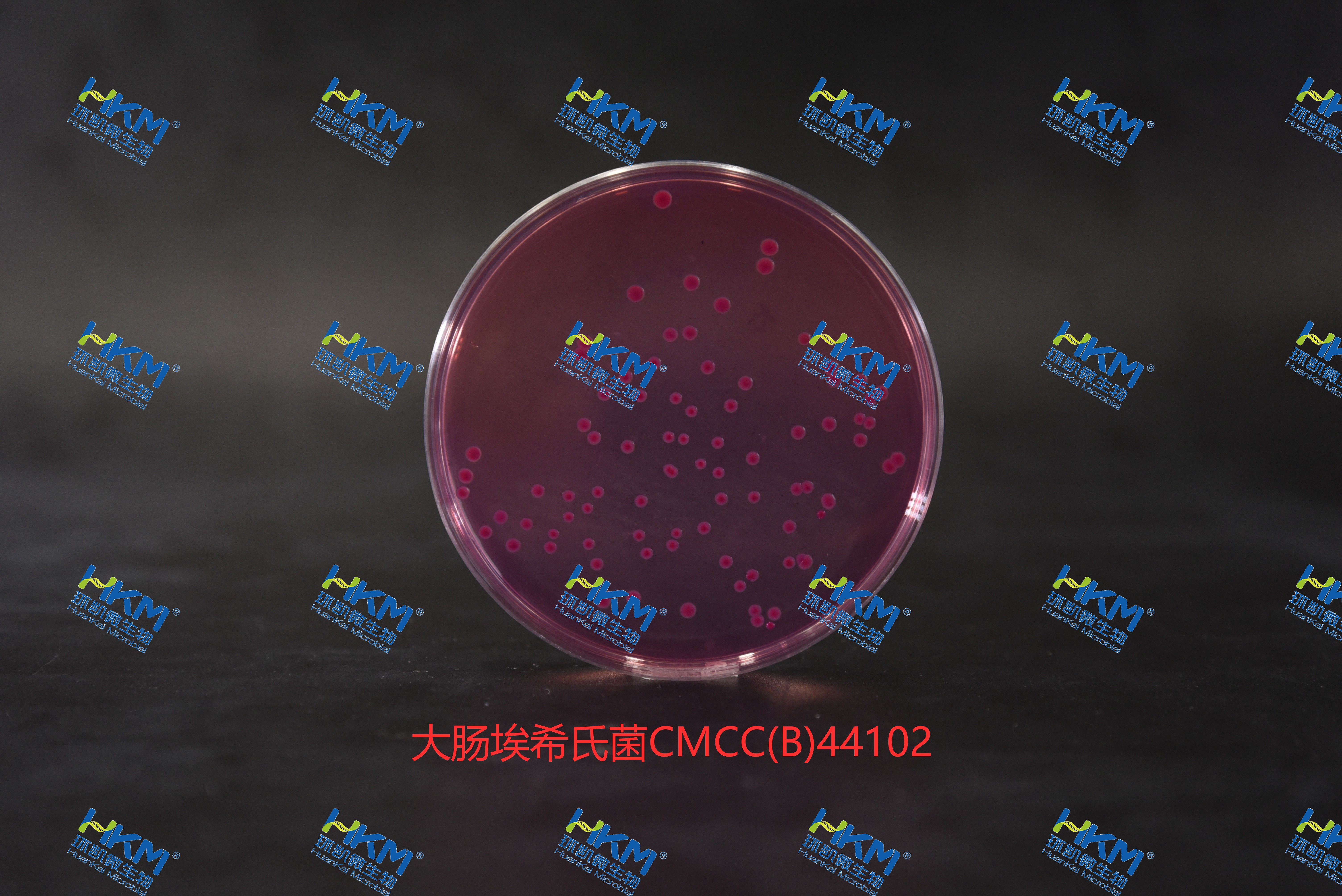 麦康凯琼脂培养基-大肠埃希氏菌CMCC44102