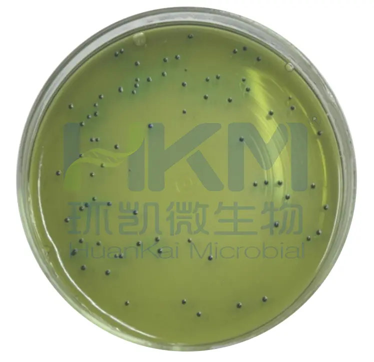 HE琼脂菌落特征——鼠伤寒沙门氏菌ATCC14028 HE琼脂菌落特征——鼠伤寒沙门氏菌ATCC14028