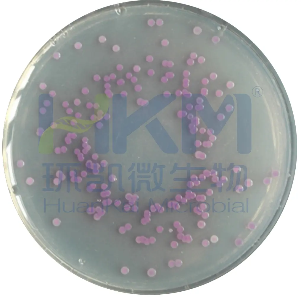 CRM004 沙门显色培养基——鼠伤寒沙门氏菌ATCC14028 CRM004 沙门显色培养基——鼠伤寒沙门氏菌ATCC14028