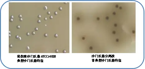 亚硫酸铋琼脂(BS)菌落特征 亚硫酸铋琼脂(BS)菌落特征