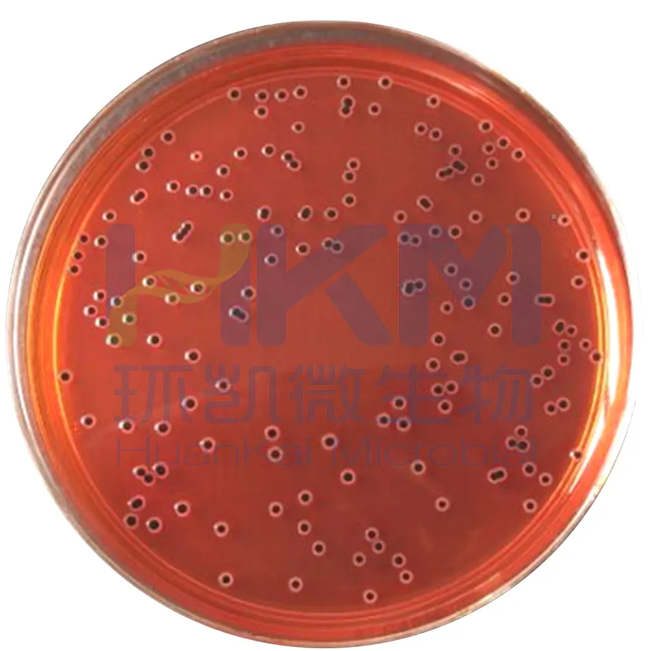 XLD琼脂菌落特征——鼠伤寒沙门氏菌ATCC14028 XLD琼脂菌落特征——鼠伤寒沙门氏菌ATCC14028