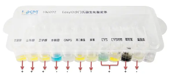 17、EasyID 沙门氏菌生化鉴定盒(接种鼠伤寒沙门氏菌的结果) 17、EasyID 沙门氏菌生化鉴定盒(接种鼠伤寒沙门氏菌的结果)