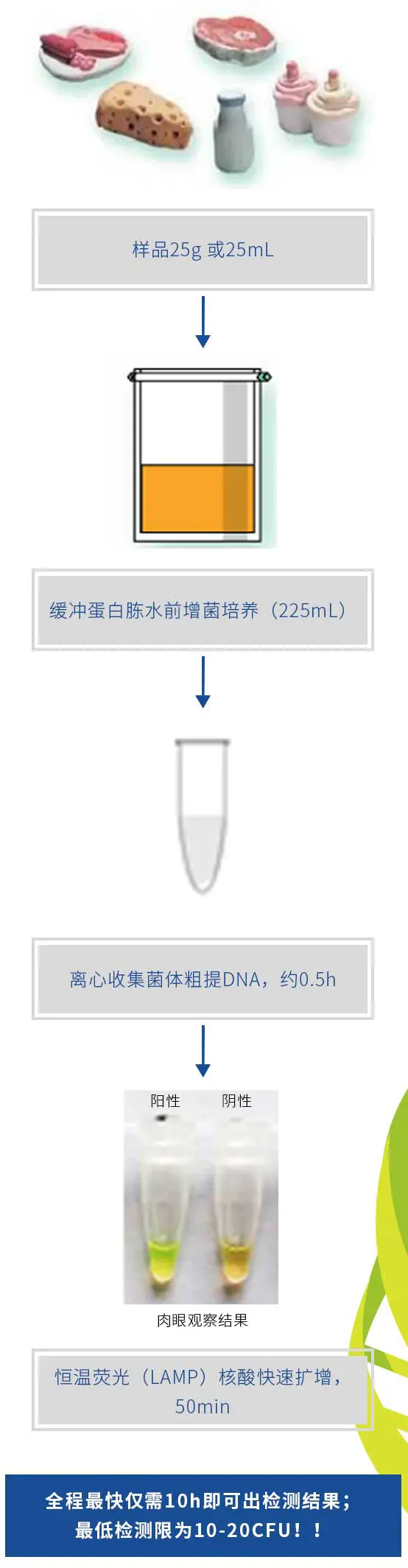 沙门氏菌恒温荧光核酸快速检测 沙门氏菌恒温荧光核酸快速检测
