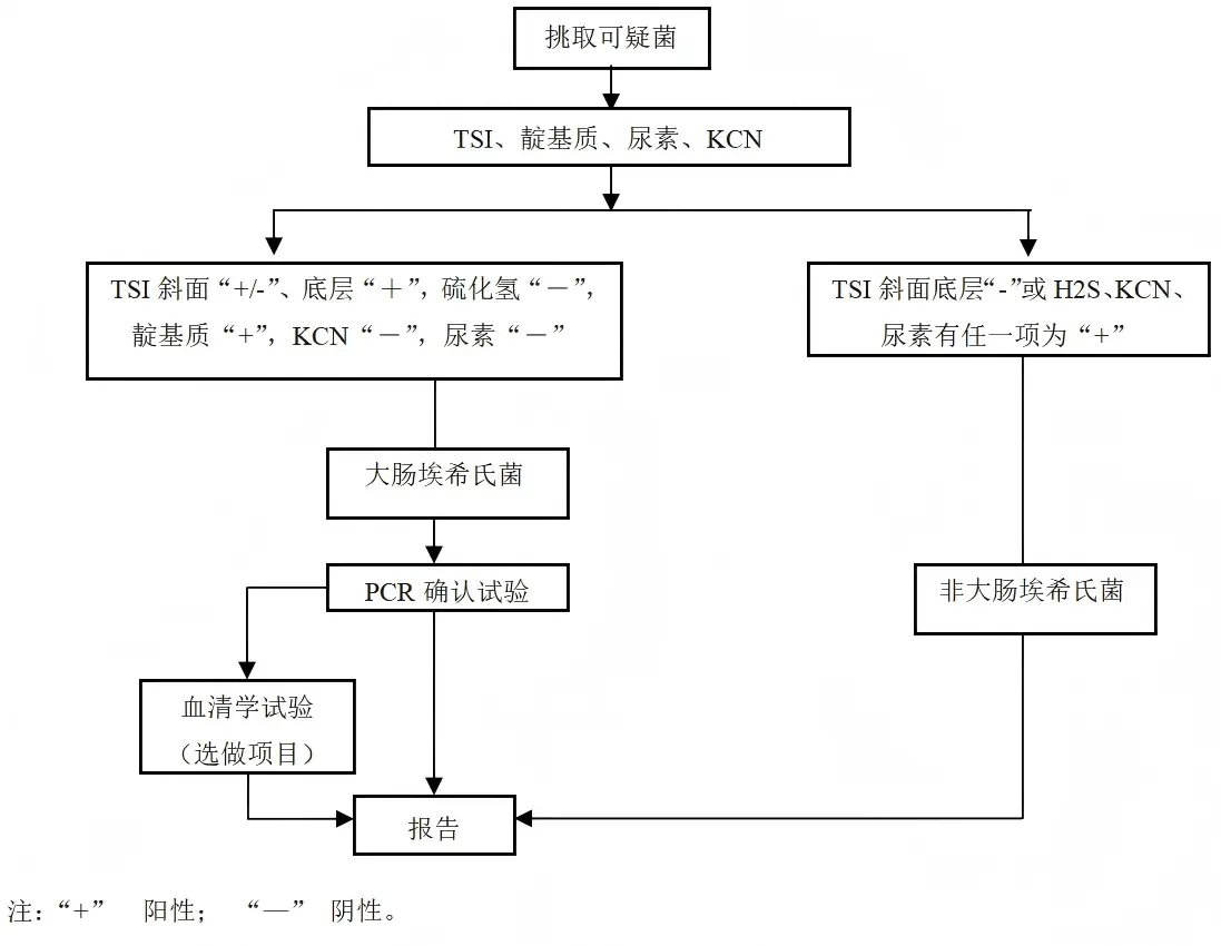 致泻大肠埃希氏菌生化鉴定程序图 致泻大肠埃希氏菌生化鉴定程序图